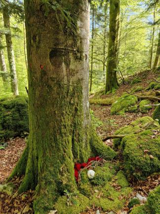 Letzte Adresse Baum, Ruhewald, Bestattungswald