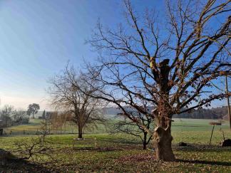 Kletterspezialist im Baum