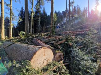 Durchforstung im winterlichen Büttenberg